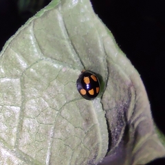 Coccinellidae