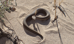 Pseudaspis
