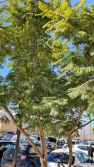 Jacaranda mimosifolia