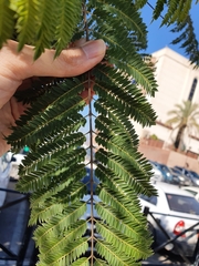 Jacaranda mimosifolia