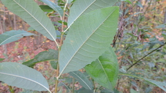 Salix myricoides