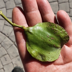 Jacaranda mimosifolia