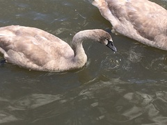 Cygnus olor