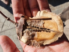 Jacaranda mimosifolia