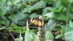 Acraea disjuncta