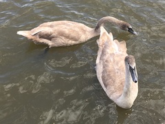 Cygnus olor