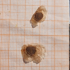 Jacaranda mimosifolia