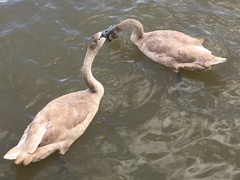 Cygnus olor