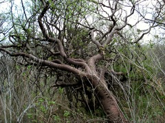 Bursera morelensis