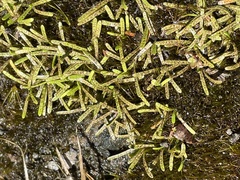 Abrotanella caespitosa