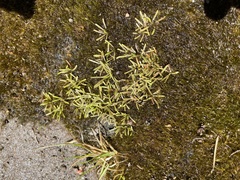 Abrotanella caespitosa