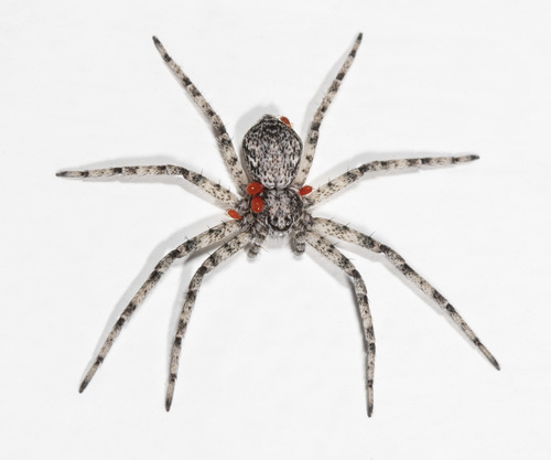 Philodromus rufus nuotrauka