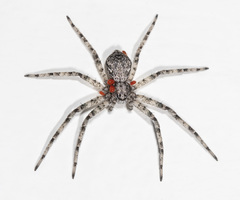 Philodromus placidus