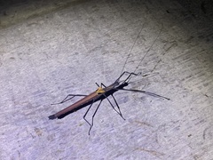 Pseudophasma castaneum