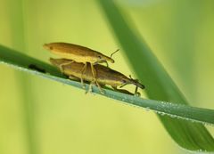 Lixus paraplecticus