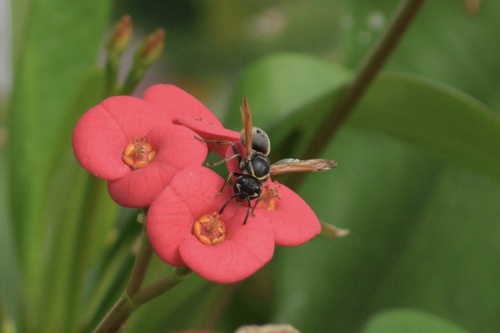 Keyhole Wasp photo 5