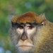 Patas Monkeys - Photo (c) Sadam TORO, some rights reserved (CC BY-NC), uploaded by Sadam TORO