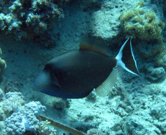 Sufflamen albicaudatum