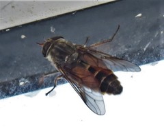 Hybomitra criddlei