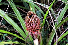 Ananas macrodontes