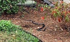 Coluber constrictor priapus