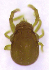 Labidostomma