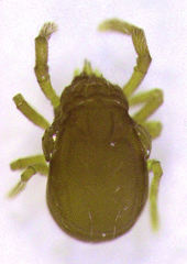 Labidostomma