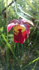 Sarracenia rubra