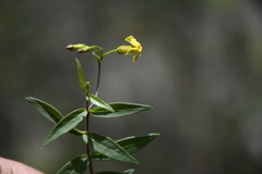 Prestonia quinquangularis