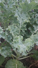 Brassica oleracea acephala