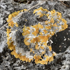 Caloplaca eugyra