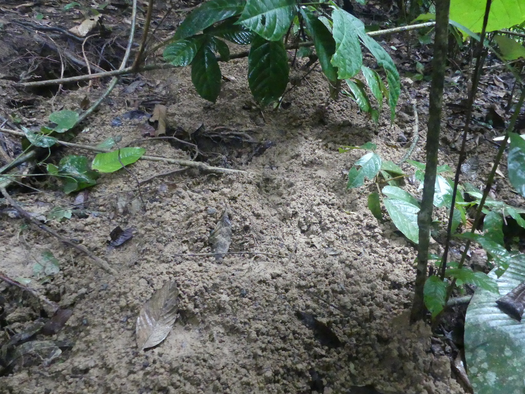 Giant Ground Pangolin in October 2021 by koenbetjes. digging tracks ...