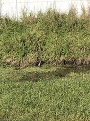Egretta tricolor image