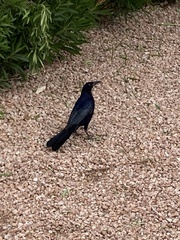 Quiscalus mexicanus