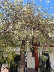 Fraxinus angustifolia