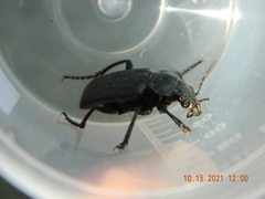 Calosoma auropunctatum