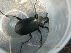Calosoma auropunctatum