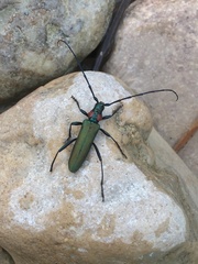 Aromia moschata ambrosiaca