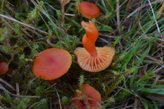 Pseudohygrocybe