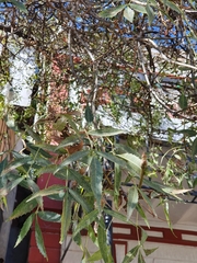 Fraxinus angustifolia