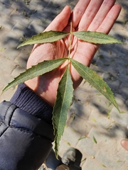 Fraxinus angustifolia