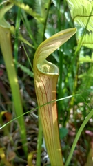 Sarracenia rubra