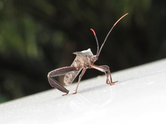 Acanthocephala alata