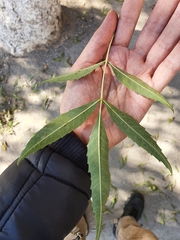 Fraxinus angustifolia