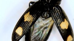 Paracardiophorus