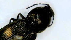 Paracardiophorus