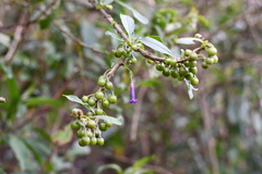 Dunalia