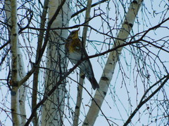 Turdus pilaris