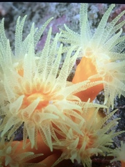 Dendrophyllia