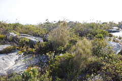 Pseudopentameris macrantha